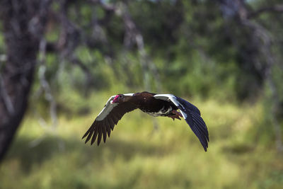 Bird flying over a blurred background