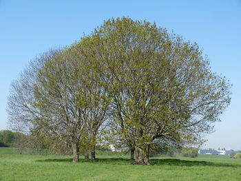 Trees on field against clear sky