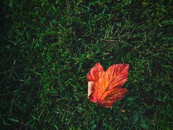 Close-up of maple leaves on field