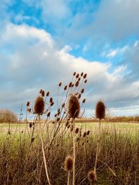 Scenic view of thistle against sky