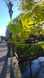 Close-up of tree against sky in city