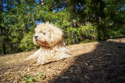 Lovely little dog lies on the pine needles in the summer pine forest