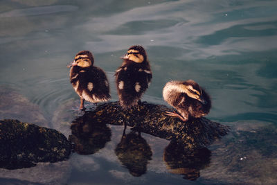 Friends swimming in water at night