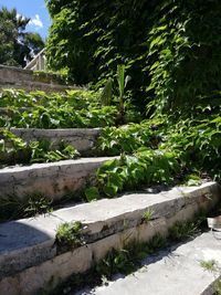 Plants growing in garden