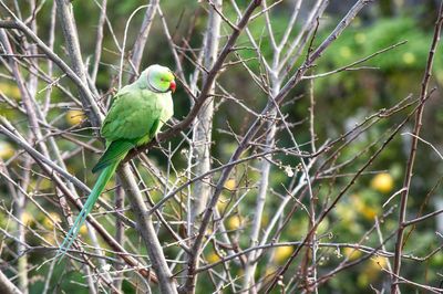 Parrot perching on bare tree