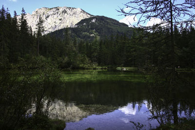 Scenic view of lake in forest against sky