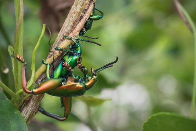 Close-up of insect on plant