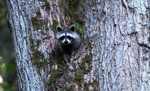 Portrait of cat on tree trunk