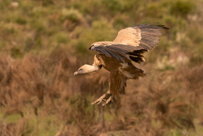 Bird flying