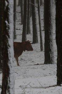 Trees on field during winter