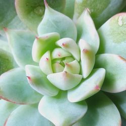 Close-up of succulent plant