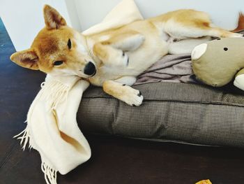 High angle view of dog sleeping