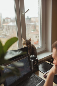 Cat looking through window at home