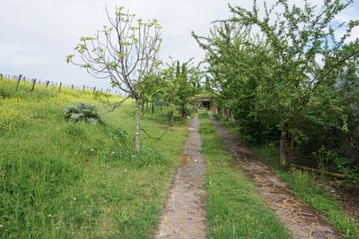 Trail amidst trees on field against sky