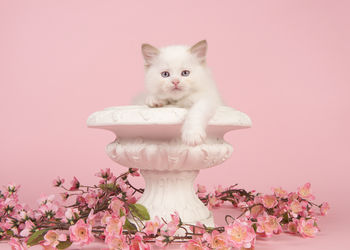 Cat against pink background