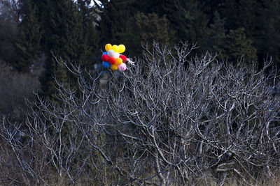 Multi colored balloons on tree trunk in forest