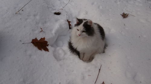 Cat lying on ground