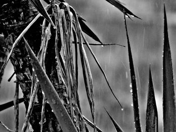 Close-up of rope