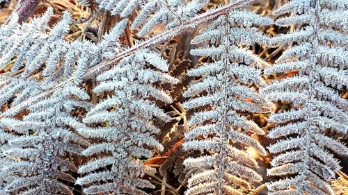 Full frame shot of frozen plant during winter