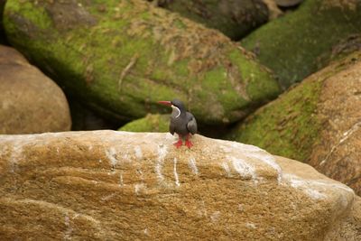 Bird perching on rock