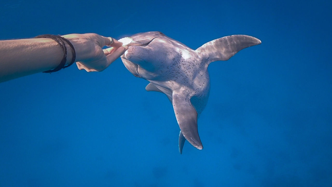 CLOSE-UP OF HAND FEEDING SWIMMING