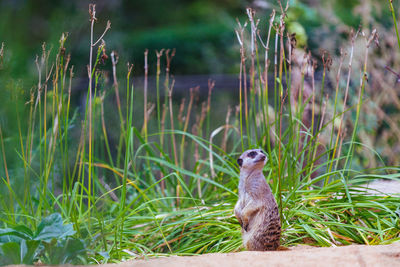 Meerkat sitting on rock