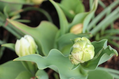 Close-up of succulent plant