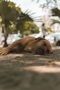 Dog resting in mauritius