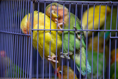 View of parrot in cage