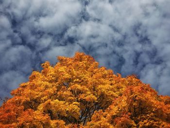 Low angle view of trees against cloudy sky
