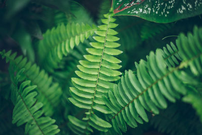 Close-up of fern leaves