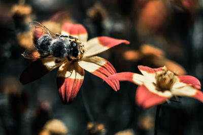 Close-up of bee on flower