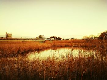 Scenic view of agricultural field against clear sky