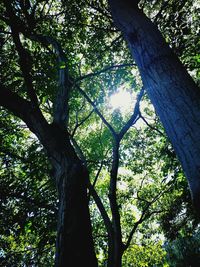 Low angle view of trees in forest