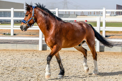 Horse standing in ranch