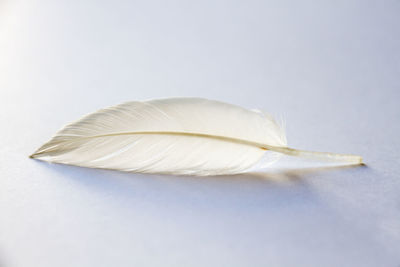 Close-up of feather against white background