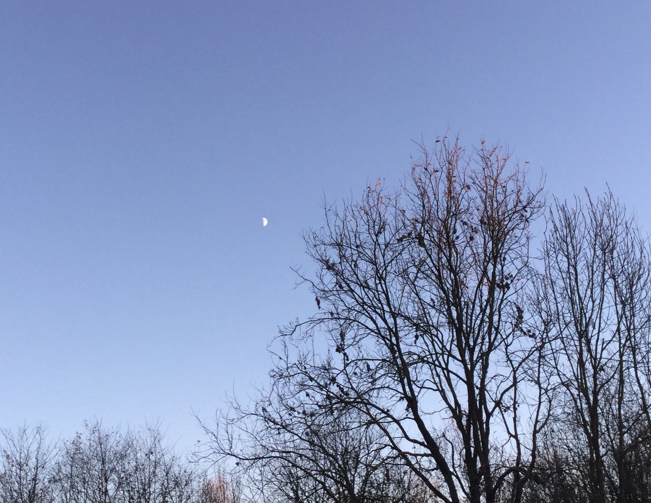 moon, bare tree, nature, low angle view, beauty in nature, clear sky, tranquility, outdoors, half moon, astronomy, tree, branch, no people, crescent, scenics, day, sky