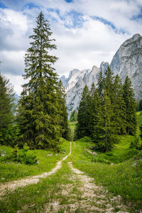 Scenic view of pine trees against sky