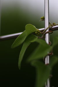 Close-up of lizard on plant