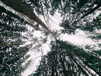 Low angle view of trees