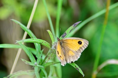 Close-up of butterfly pollinating flower