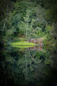 Scenic view of forest