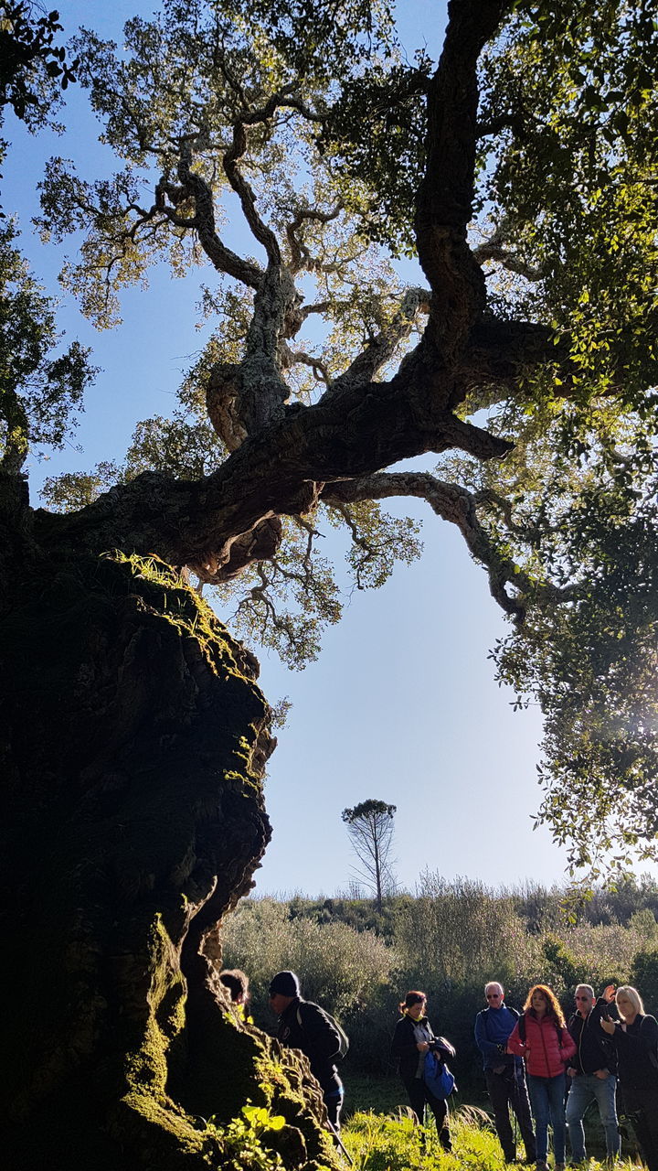 PEOPLE BY TREE TRUNKS AGAINST SKY