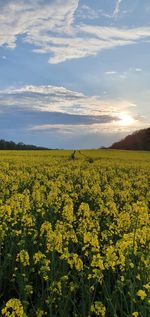 Scenic view of oilseed rape field against sky