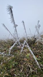Plants on snow covered land against sky