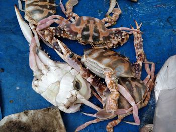 High angle view of seafood in market