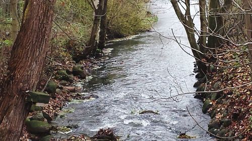 River amidst trees in forest