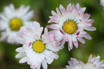 Close-up of white daisy flowers