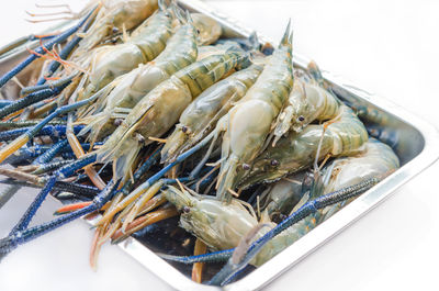 Close-up of fish in plate