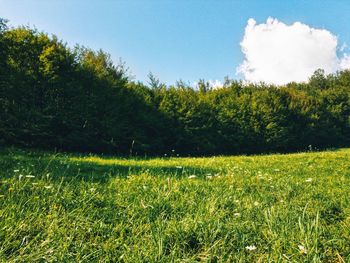 Scenic view of field against sky